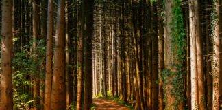 Παρατείνονται ως τις 13 Αυγούστου τα έκτακτα μέτρα σε δάση και άλση