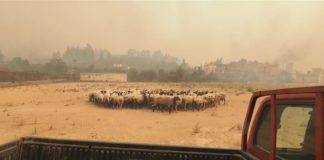 Ζωοτροφές για τους πυρόπληκτους κτηνοτρόφους, συλλέγει ο Κτηνοτροφικός Σύλλογος Ξάνθης