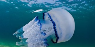 ΓΕΩΤΕΕ Θράκης: Μέδουσες θα εμφανιστούν στις παραλίες τις Ξάνθης μετά τις Ροδόπης και τέλος του Έβρου