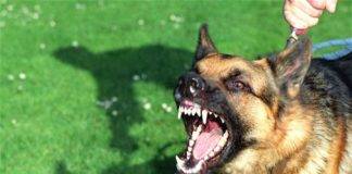 Επίθεση αδέσποτου σε 14χρονο κορίτσι στο κέντρο της Ξάνθης