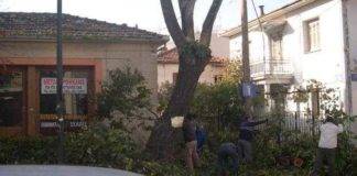 Απλοποιείται η διαδικασία για κοπή ή κλάδευση δέντρων από κήπους και αυλές