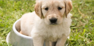 Απατεώνες πούλησαν άρρωστα κουτάβια σε ανυποψίαστους αγοραστές