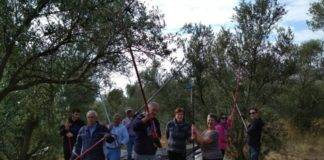 Συγκομιδή «ελαιών» από δημόσια» ελαιόδεντρα για το Γηροκομείο Ξάνθης