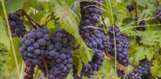 Υποβολή αιτήσεων για τη χορήγηση αδειών φύτευσης οινοποιήσιμων ποικιλιών αμπέλου για το έτος 2022