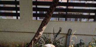 Φρίκη: Βιασμό κουταβίτσας στην Αλεξανδρούπολη, καταγγέλλουν τα «Αδεσποτούλια Ξάνθης»