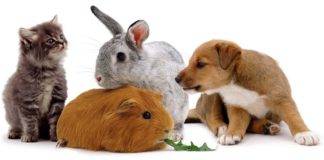 Π. Διούδη: Αυξήθηκε κατακόρυφα η υιοθέτηση ζώων με αφορμή την πανδημία