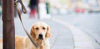 Σύλληψη και πρόστιμο σε Ξανθιώτη γιατί δεν φρόντιζες σωστά τα… σκυλιά του!