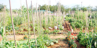 Δημ. Μαυρίδης: Οι ανατιμήσεις των κηπευτικών θα «ισοφαρίσουν» με τις αυξήσεις στο καλλιεργητικό κόστος