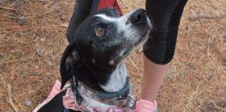 Σκυλάκι πέθανε από τρόμο για τα βεγγαλικά – Δεκάδες εξαφανίσεις ζώων μετά την Ανάσταση