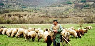 8000 Ξανθιώτικα αρνοκάτσικα, έμειναν… αμανάτι!