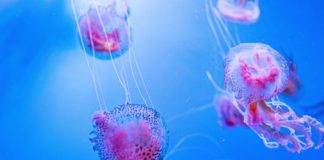 Διευθυντής ΕΛΚΕΘΕ: Η μωβ μέδουσα θα εμφανιστεί σε αρκετές παραλίες- Τι να προσέξουμε