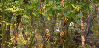 Φωτιά στη Δαδιά: Καίγεται για έβδομη μέρα το παρθένο δάσος – Έξι ελικόπτερα στη «μάχη»