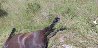 Τροχαίο ατύχημα στην Σταυρούπολη Ξάνθης – Ι.Χ συγκρούστηκε με άλογο