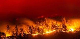 Ξεκινά η οικολογική αποκατάσταση του Εθνικού Πάρκου της Δαδιάς, μετά την πυρκαγιά
