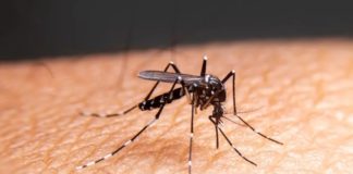 «Προφυλαχθείτε από τα κουνούπια» συμβουλεύει ο ΕΟΔΥ