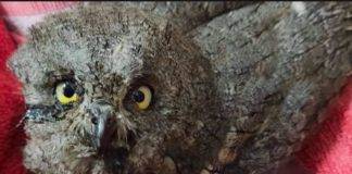 Μαίνεται η πυρκαγιά στην Δαδιά – Στο έλεος της φωτιάς και η άγρια πανίδα