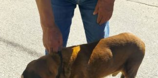 Προσοχή: Δηλητηριασμένα δολώματα σε Γκιώνα, Πεζούλα και Μυρωδάτο (σκληρές εικόνες)