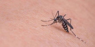 Αρ. Μωϋσιάδης: «Ο ιός του Δυτ. Νείλου είναι «εδώ», όμως… κανένα κρούσμα στην Περιφέρεια ΑΜ-Θ