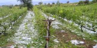 Έρχονται αποζημιώσεις για τους αγρότες που επλήγησαν από την κακοκαιρία του Ιουνίου