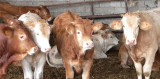 Σφάζουν τα κοπάδια σε όλη την ΕΕ – Μεγάλη μείωση σε χοίρους και βοοειδή το 2022