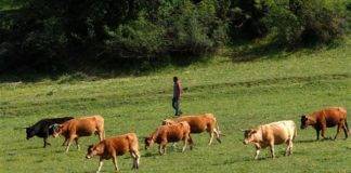 «Σώζει» τους κτηνοτρόφους, το Πάσχα των Καθολικών που προηγείται