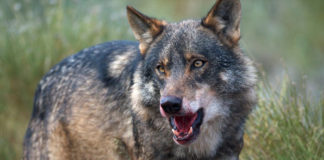 Ο Λ. Σερραίος μιλάει με αφορμή ένα ακόμη κρούσμα επίθεσης, σε κυνηγόσκυλο, στο Πίλημα Ξάνθης