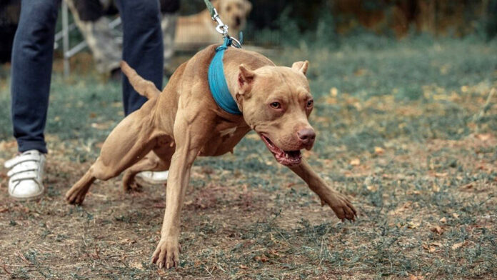 pitbull-1024x576