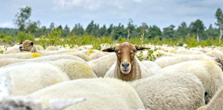Ευλογιά: Δεκατρείς εστίες στον Έβρο – Θανατώθηκαν πάνω από 3.000 ζώα
