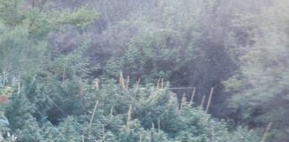 Καβάλα: Φύτεψαν και καλλιεργούσαν κάνναβη μέσα στο… δάσος – Δείτε βίντεο