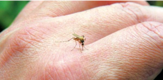 Ιός Δυτικού Νείλου: 180 τα κρούσματα στη χώρα – 27 θάνατοι συνολικά, 9 ασθενείς σε ΜΕΘ