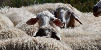 Δύο στα τρία κοπάδια αιγοπροβάτων στην Ξάνθη “νοσούν” απο καταρροϊκό πυρετό