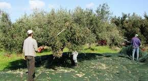 Εθελοντική δράση: Μαζεύουν ελιές για να ενισχύσουν το Γηροκομείο Ξάνθης