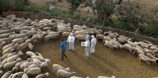 Νέα, αυστηρότερα μέτρα για την ευλογιά των αιγοπροβάτων και στην Ξάνθη – Αναλυτικά η Εγκύκλιος