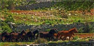 Πιο πολλά και από τους κατοίκους τα άγρια άλογα της Σταυρούπολης