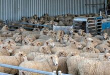 Ευλογιά Αιγοπροβάτων: «Φτου και από την αρχή» για τους κτηνοτρόφους του Ν. Ξάνθης, μετά το νέο κρούσμα στο Δέκαρχο