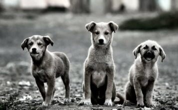 Συναυλία για τα αδέσποτα αύρο στο Δημοτ. Αμφιθέατρο Ξάνθης