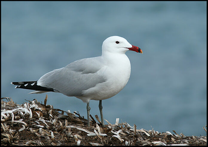 Larus-audouinii5