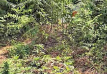 Φύτεψε και καλλιεργούσε κάνναβη σε δάσος