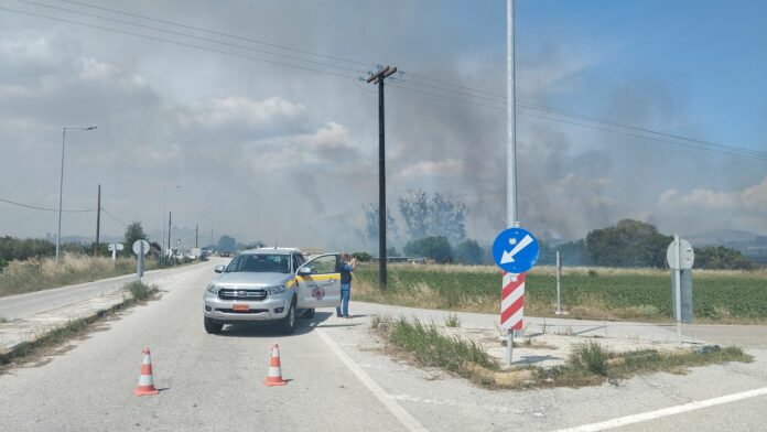 fotia (2)