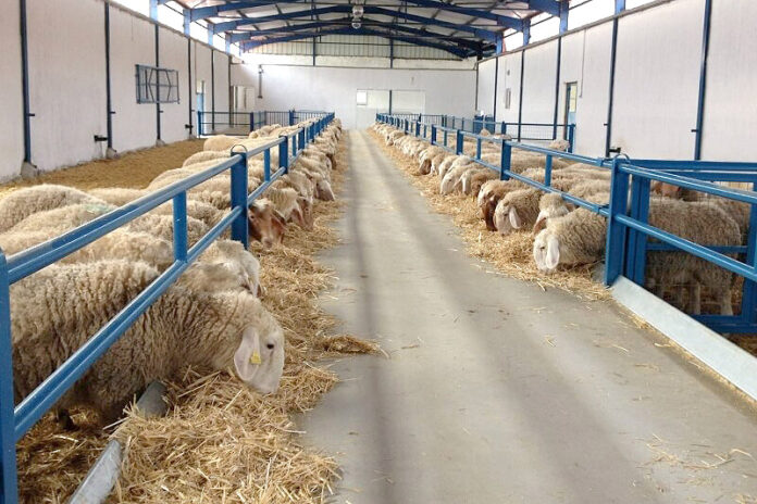 sheep-farming-