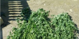 Δεκαέξι συλλήψεις για ναρκωτικά στην ΠΑΜΘ -Και Ξανθιώτης με δενδρύλλια κάνναβης στην άυλη του σπιτιού του