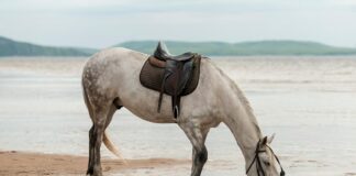 Θάσος: Άλογο τραυμάτισε πεντάχρονη σε παραλία