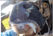 Δεν μας έφτανε η ευλογιά… μας «απειλεί» τώρα και ο αφρώδης πυρετός