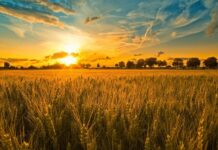 Απίστευτο! Εισαγόμενο το… 90% του σιταριού για ψωμί!