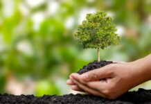 Συμβουλική δενδροφύτευση στο Γυμνάσιο Σταυρούπολης (με λυκειακές τάξεις) την Τετάρτη