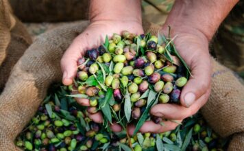 Δήλωση για ελιές στο Ελαιοκομικό Μητρώο: «Πρέπει» ακόμη και αν δεν μαζέψατε