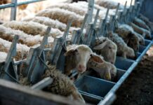 ΥΠΑΑΤ: Νέες αποζημιώσεις 50 εκατ. ευρώ σε κτηνοτρόφους και Περιφέρειες για την ευλογιά των αιγοπροβάτων