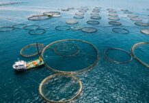 Ανοίγουν 22 Δεκεμβρίου αιτήσεις για μεταποίηση προϊόντων αλιείας και υδατοκαλλιέργειας