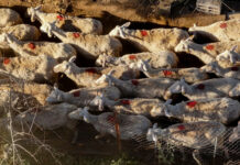 Ευλογιά προβάτων: Ψευδές το δίλημμα «εμβόλιο ή βιοασφάλεια» – Ο εμβολιασμός δεν σταματά τη διασπορά