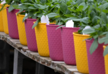 Η ΕΕ τροποποιεί τη νομοθεσία: Τα φυτά σε πλαστικές γλάστρες θα απαγορευτούν στο μέλλον